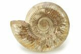 Polished Jurassic Ammonite (Perisphinctes) - Madagascar #270955-1